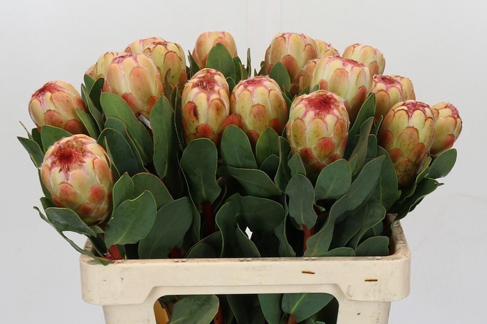 <h4>PROTEA GRANDICOLOR</h4>