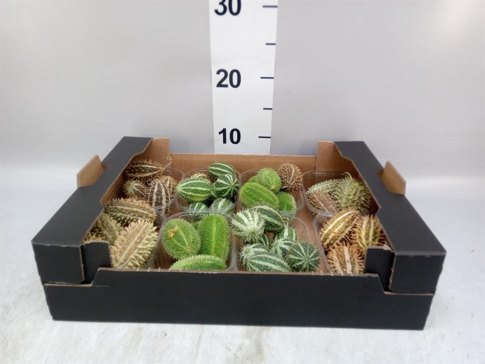 <h4>Cucumis  'Decumis'   .../stuk</h4>
