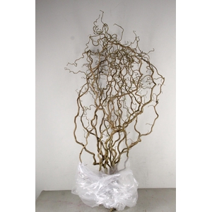 CORYLUS AV CONTORTA 2 JARIG