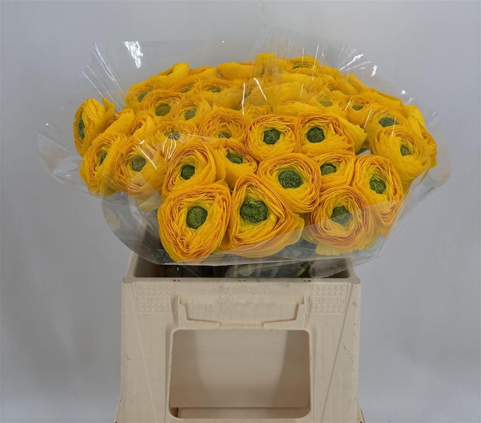 <h4>RAN SUC 1ST OMEGA</h4>