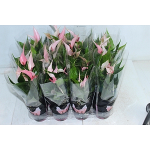 ANTHURIUM LILLI P09 PREMIUM
