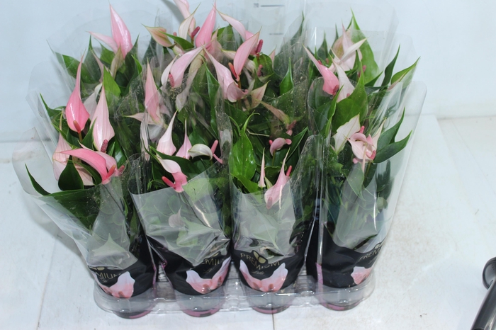 <h4>ANTHURIUM LILLI P09 PREMIUM</h4>