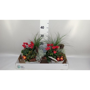 Arr.   Tuinplanten L%