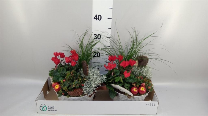 <h4>Arr.   Tuinplanten L%</h4>