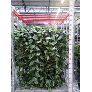 Scindapsus pictus 'Trebie'