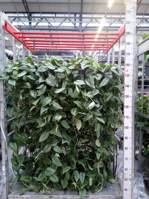 <h4>Scindapsus pictus 'Trebie'</h4>