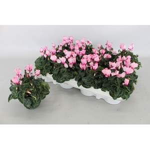 Cyclamen KL 'Verano Victoria'