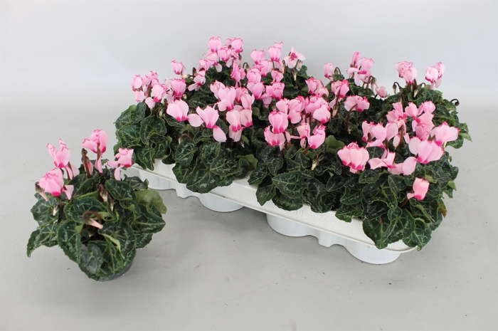 <h4>Cyclamen KL 'Verano Victoria'</h4>