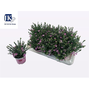 Dianthus Pink Kisses