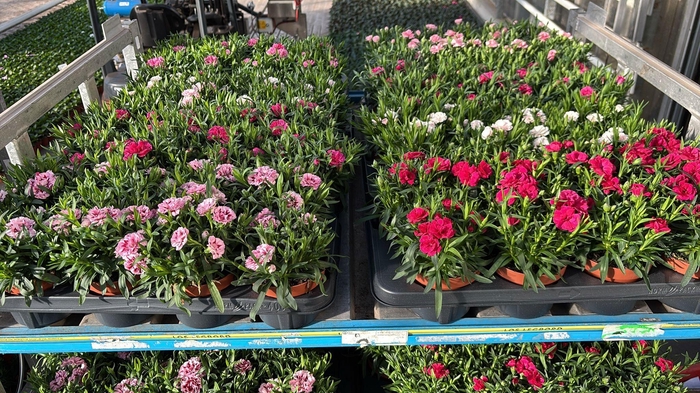 <h4>DIAN OSC GEM</h4>