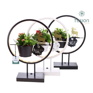 Metalen LED globe met rendier en Kerst Arrangement