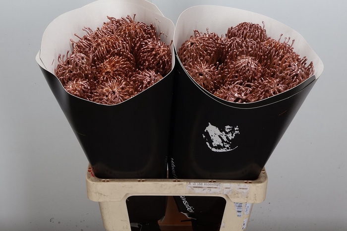 Wax Protea Nutan Wax Koper