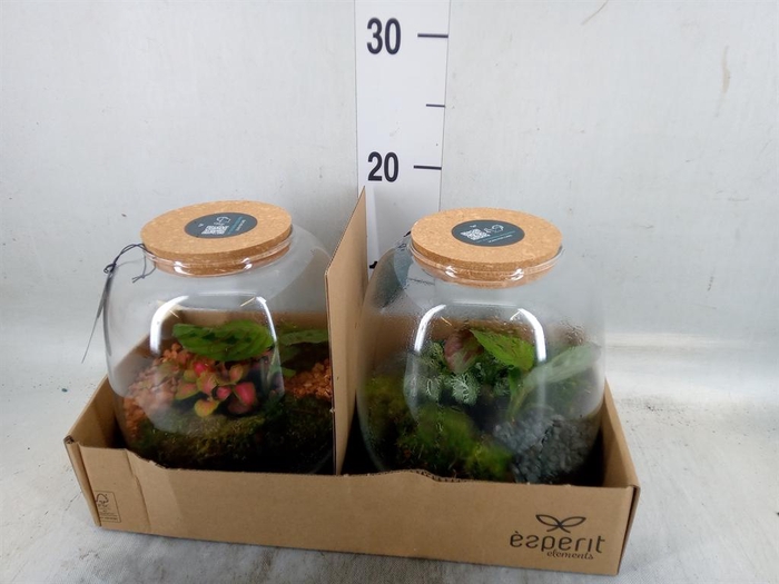 <h4>Arr.    Planten  H%</h4>