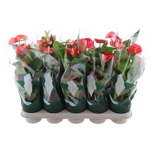 Anthurium Aristo 12cm