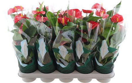 <h4>Anthurium Aristo 12cm</h4>
