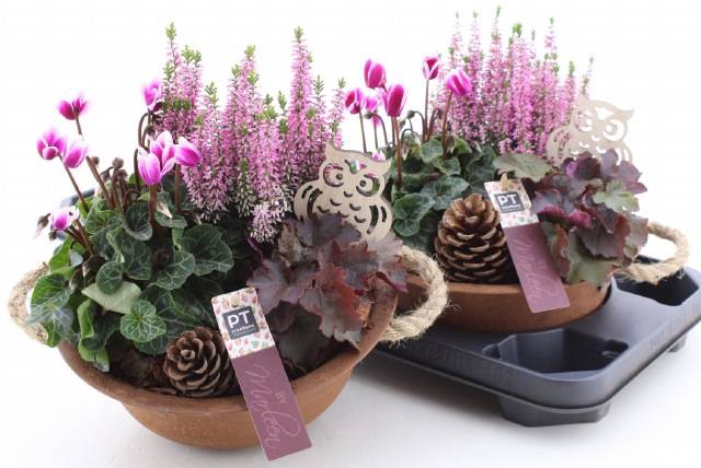 <h4>ARR TUINPLANTEN</h4>