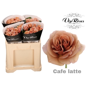 R GR CAFE LATTE x40