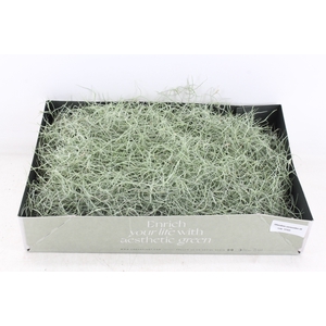 arr3 CP - Usneoides x6