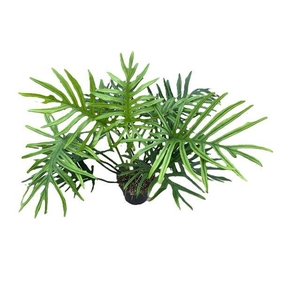 Philodendron Elegans 24Ø 50cm