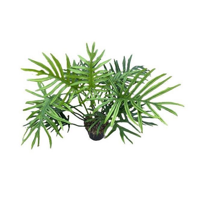 <h4>Philodendron Elegans 24Ø 50cm</h4>