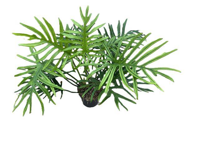 Philodendron Elegans 24Ø 50cm