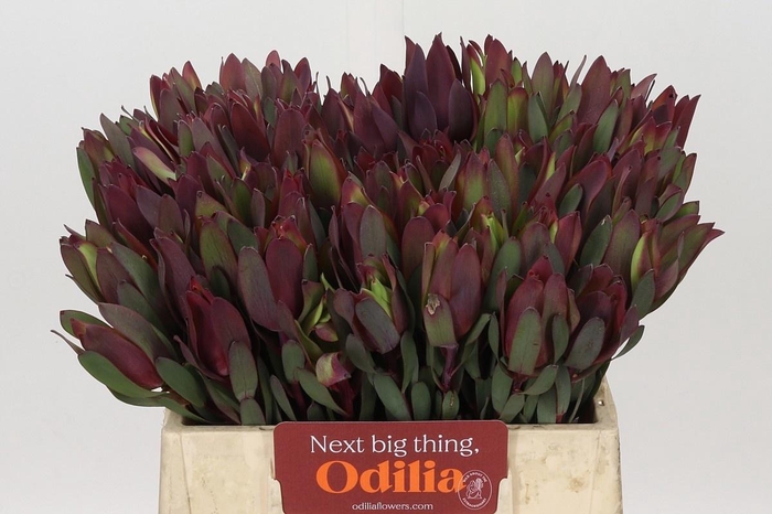 <h4>Leucad Senorita 40 Cm</h4>