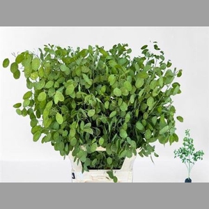 Lunaria Ann Groene P