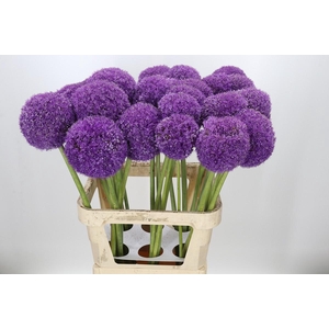 Allium Giganteum