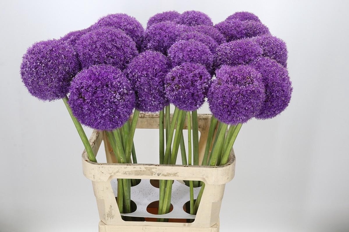 <h4>Allium Giganteum</h4>