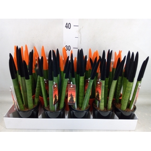 Sansevieria cyl.  ...