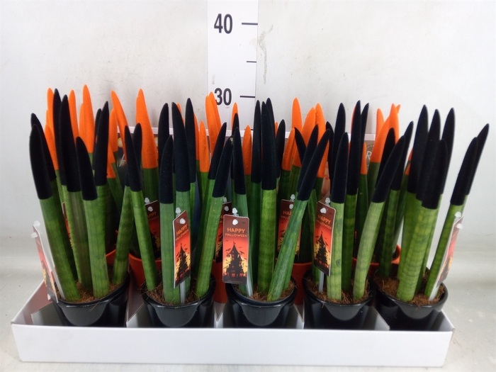 <h4>Sansevieria cyl.  ...</h4>