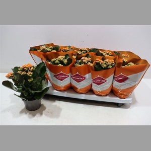 Kalanchoe Double Deluxe Orange