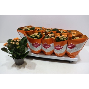 Kalanchoe Double Deluxe Orange