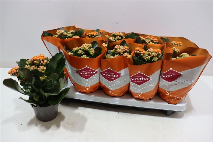 <h4>arr8 Kalanchoe Double Deluxe Orange</h4>