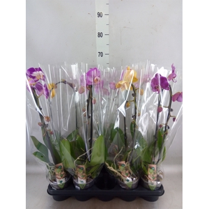 Phalaenopsis  'Elegant Cascade'