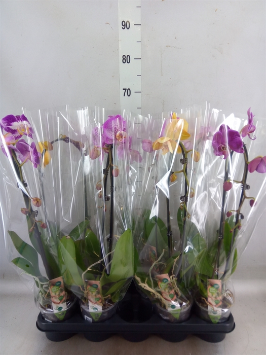 <h4>Phalaenopsis  'Elegant Cascade'</h4>