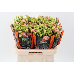 Eus G Sabrina Orange