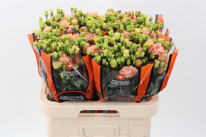 <h4>Eus G Sabrina Orange</h4>