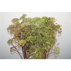 Ferule Zaaddoos 120cm Per Stem