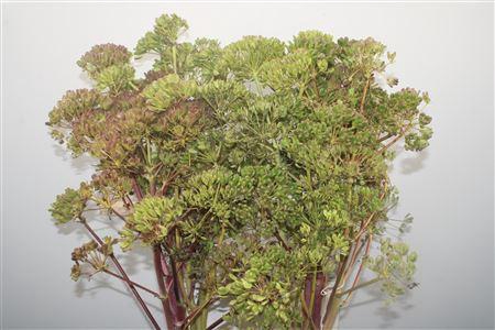 <h4>Ferule Zaaddoos 120cm Per Stem</h4>