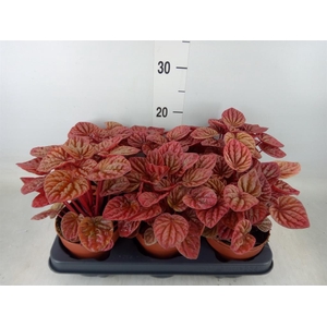 Peperomia caperata 'Quito'