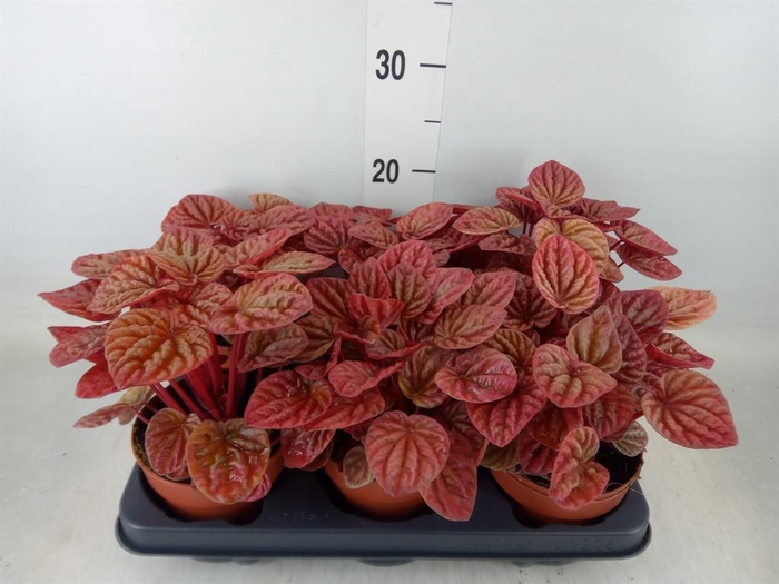 <h4>Peperomia caperata 'Quito'</h4>