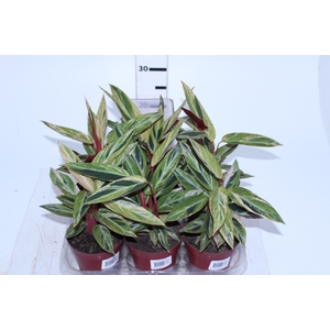 STROMANTHE SANGUINEA HORTICOLOR P12