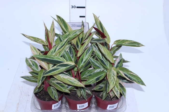 STROMANTHE SANGUINEA HORTICOLOR P12