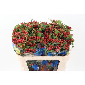 Hyp Triumph Red Spray