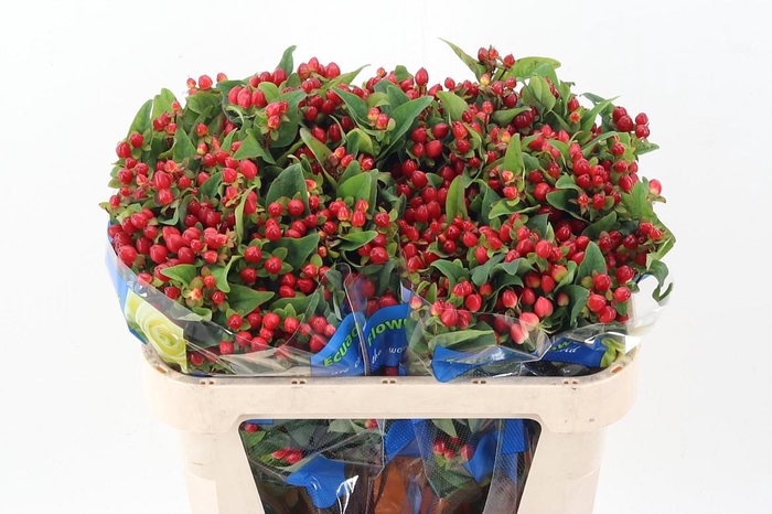 <h4>Hyp Triumph Red Spray</h4>