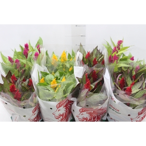 CELOSIA P14 VARIADO
