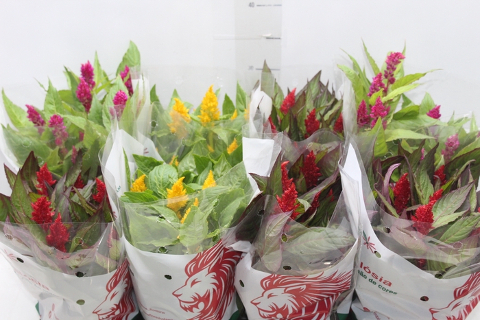 <h4>CELOSIA P14 VARIADO</h4>