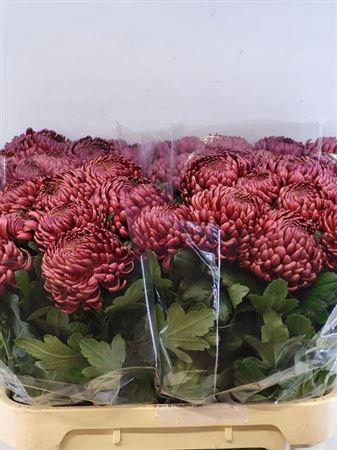 <h4>Chr G Bigoudi Red</h4>