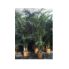 Howea forsteriana